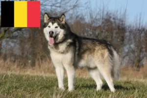 Read more about the article Belçika’da Alaskan Malamute yetiştiricileri ve köpek yavruları