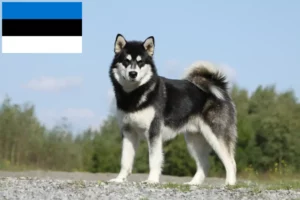 Read more about the article Estonya’da Alaskan Malamute yetiştiricileri ve köpek yavruları