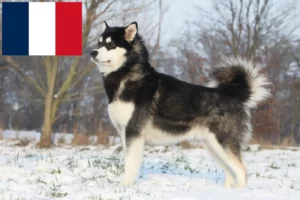 Read more about the article Fransa’da Alaskan Malamute yetiştiricileri ve köpek yavruları