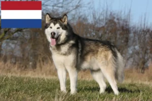 Read more about the article Hollanda’da Alaskan Malamute yetiştiricileri ve köpek yavruları