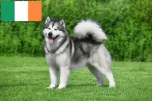 Read more about the article İrlanda’da Alaskan Malamute yetiştiricileri ve köpek yavruları