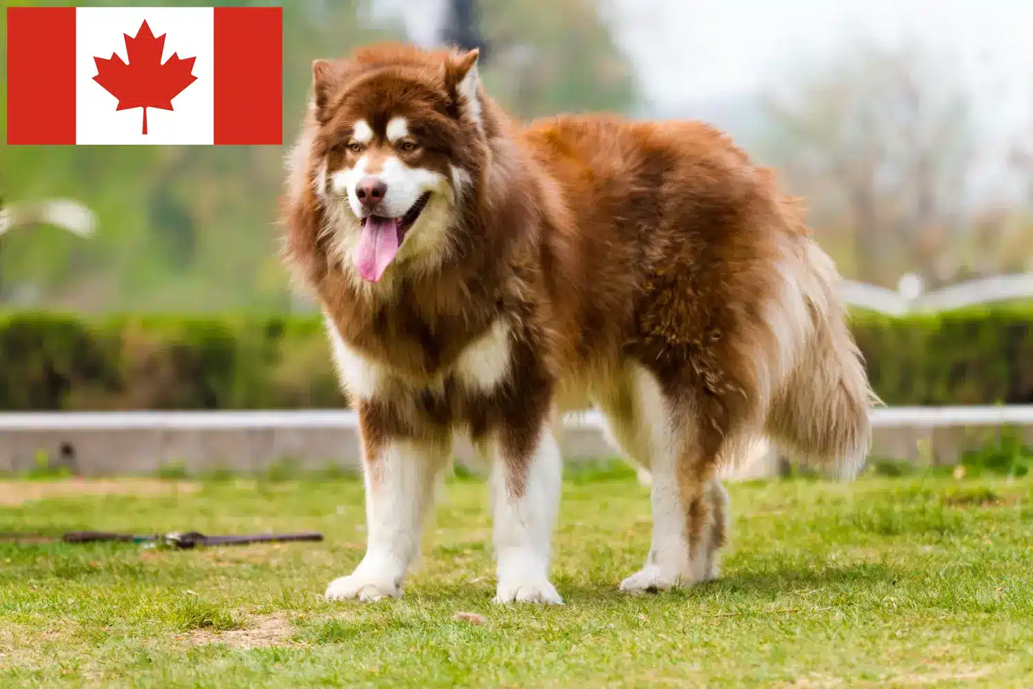 Read more about the article Kanada’da Alaskan Malamute yetiştiricileri ve köpek yavruları