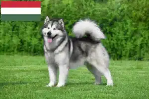 Read more about the article Macaristan’da Alaskan Malamute yetiştiricileri ve köpek yavruları