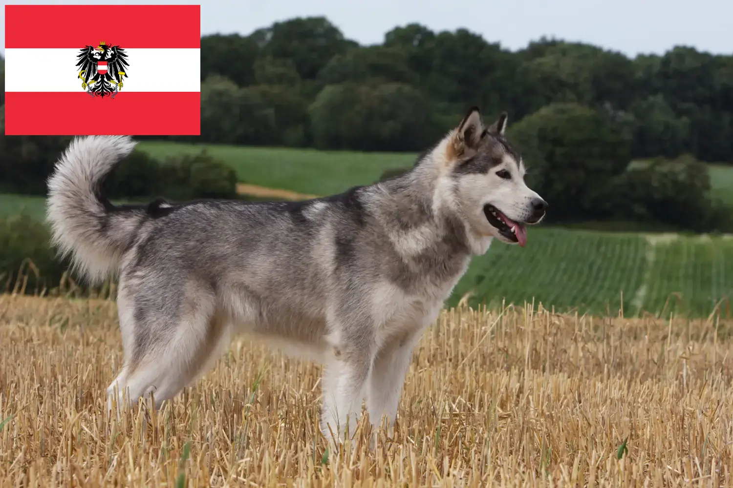 Read more about the article Avusturya’da Alaskan Malamute yetiştiricileri ve köpek yavruları