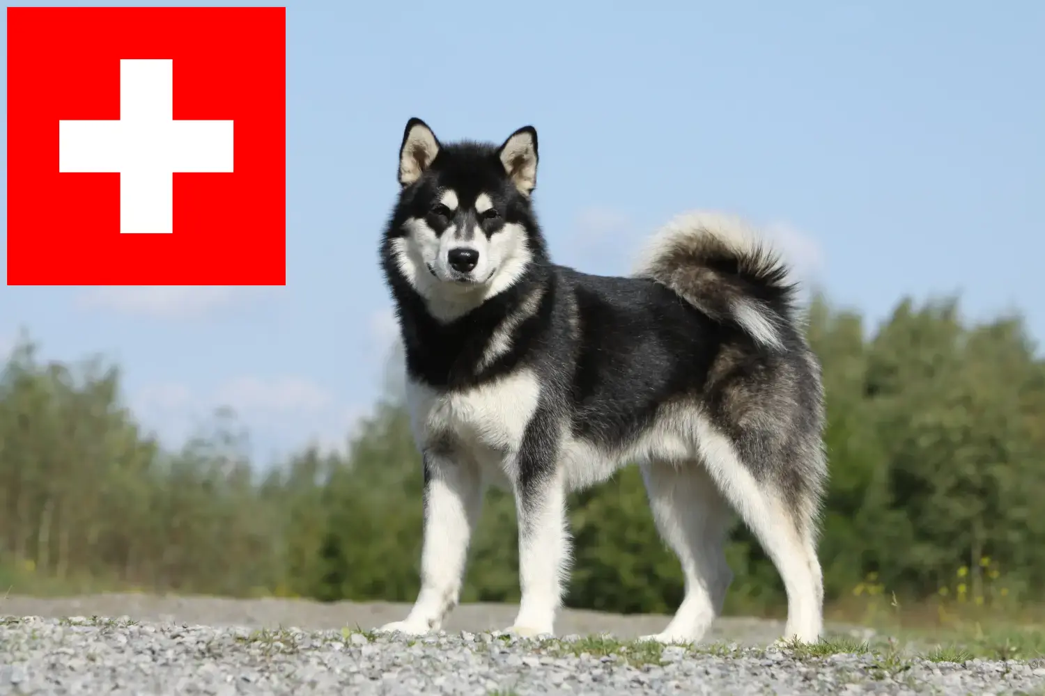 Read more about the article İsviçre’de Alaskan Malamute yetiştiricileri ve köpek yavruları