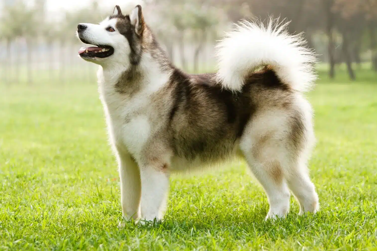 Read more about the article Alaskan Malamute yetiştiricisi