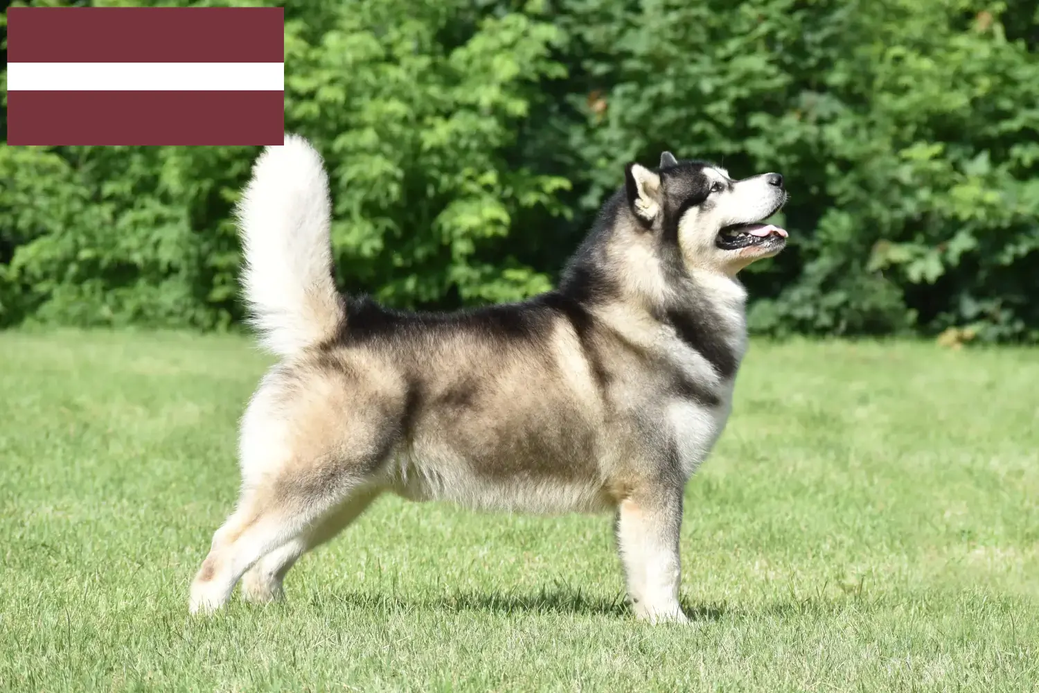 Read more about the article Letonya’da Alaskan Malamute yetiştiricileri ve köpek yavruları