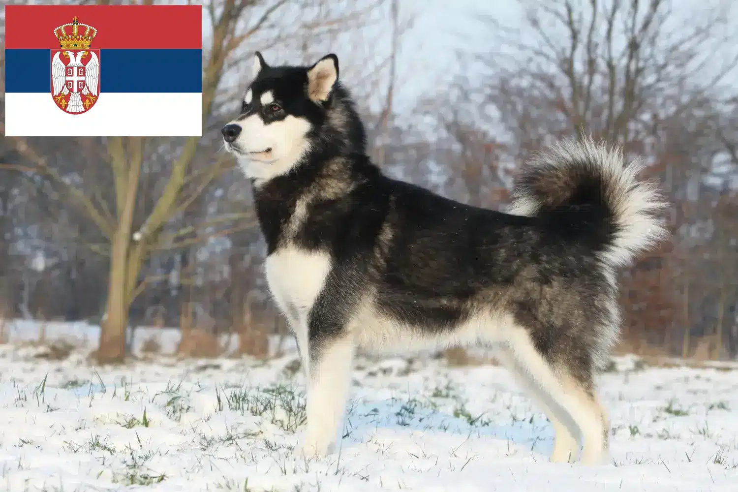 Read more about the article Sırbistan’da Alaskan Malamute yetiştiricileri ve köpek yavruları