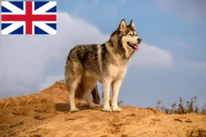 Read more about the article Büyük Britanya’da Alaskan Malamute yetiştiricileri ve yavru köpekler