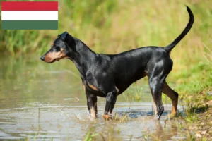 Read more about the article Macaristan’da Alman Pinscher yetiştiricisi ve yavru köpekler