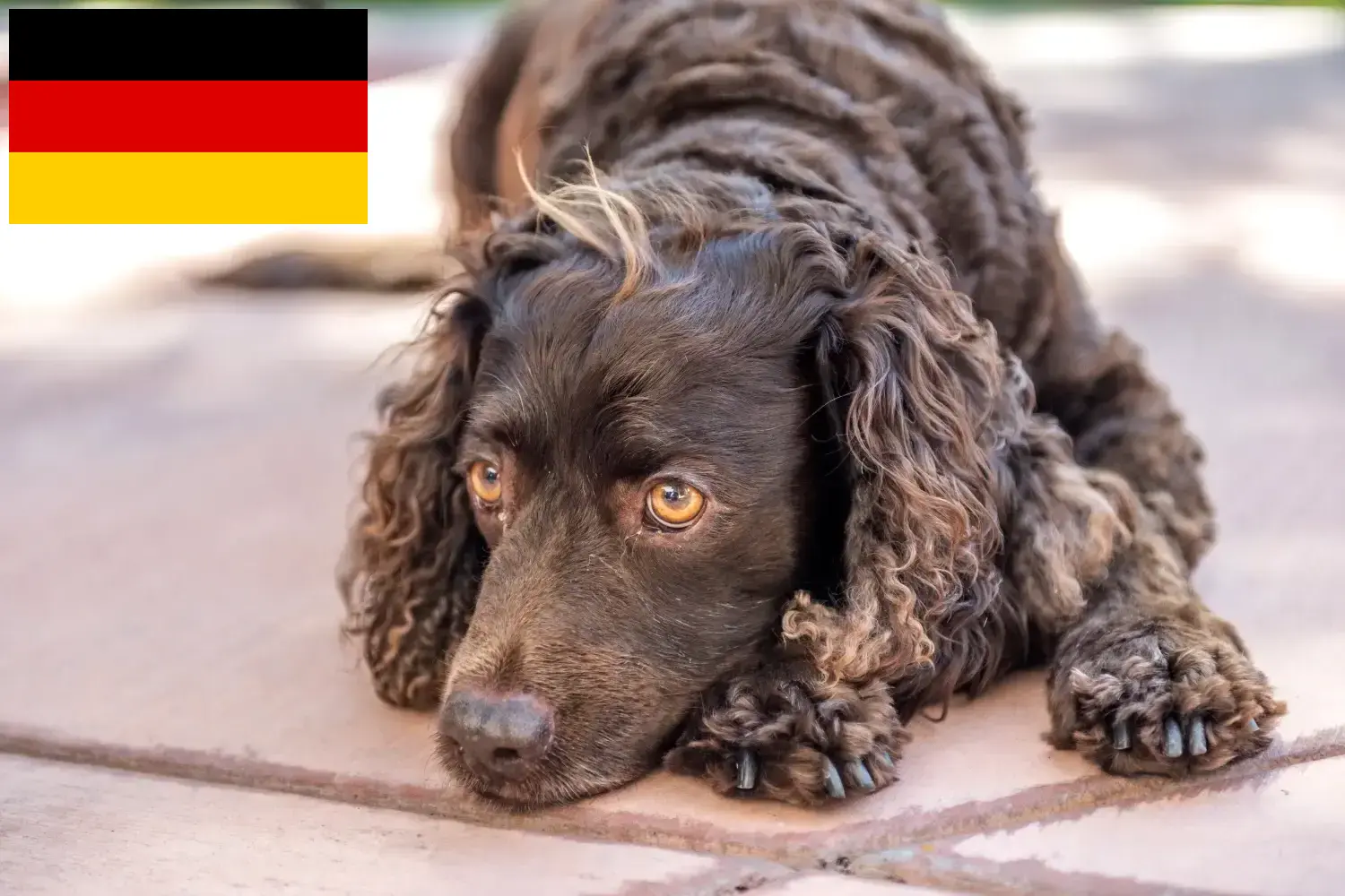 Read more about the article Almanya’da American Water Spaniel yetiştiricileri ve köpek yavruları