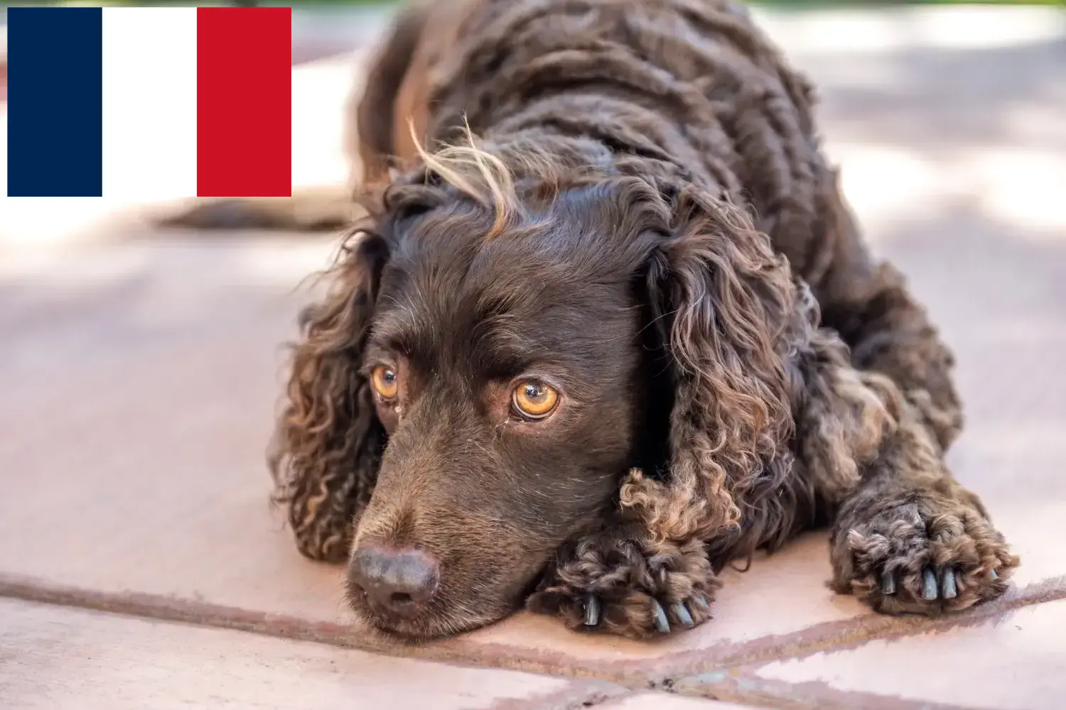 Read more about the article Fransa’da American Water Spaniel yetiştiricileri ve köpek yavruları