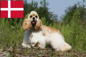 Read more about the article Danimarka’da Amerikan Cocker Spaniel yetiştiricileri ve köpek yavruları