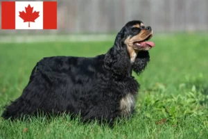 Read more about the article Kanada’da Amerikan Cocker Spaniel yetiştiricileri ve köpek yavruları