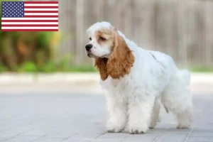 Read more about the article ABD’de Amerikan Cocker Spaniel yetiştiricileri ve yavru köpekler