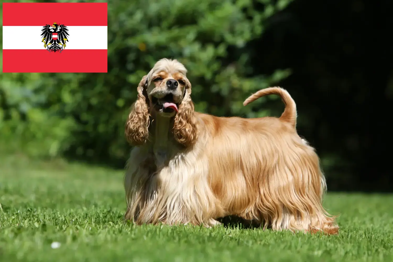 Read more about the article Avusturya’da Amerikan Cocker Spaniel yetiştiricileri ve köpek yavruları