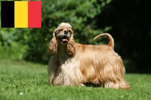 Read more about the article Belçika’da Amerikan Cocker Spaniel yetiştiricileri ve köpek yavruları