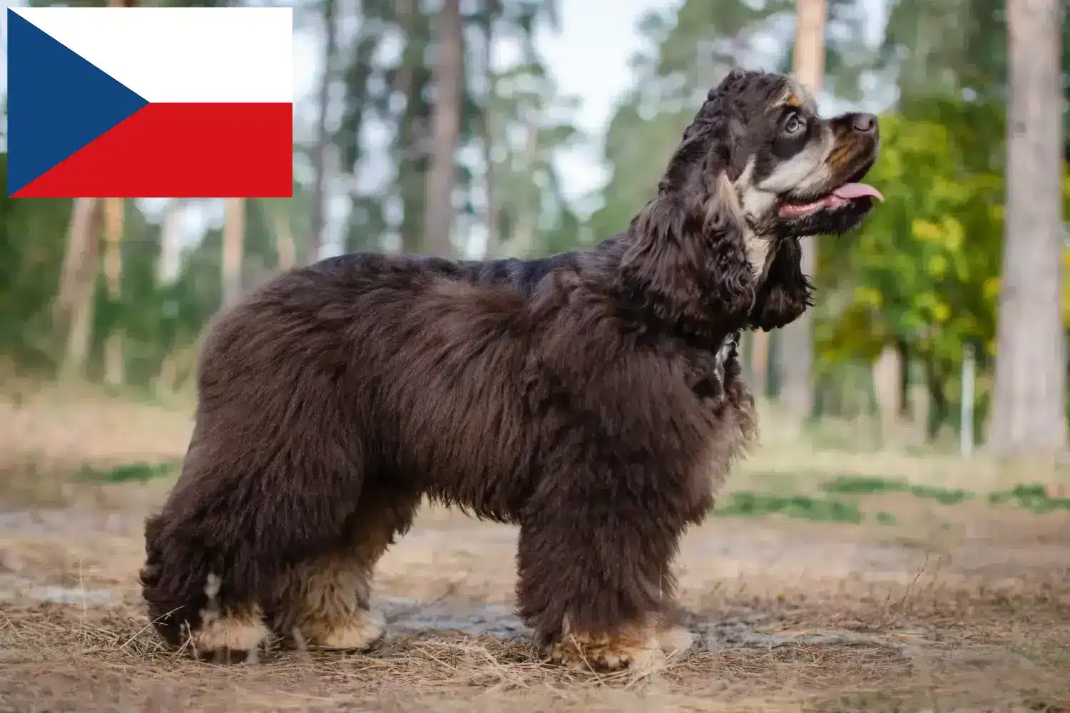 Read more about the article Çek Cumhuriyeti’nde Amerikan Cocker Spaniel yetiştiricileri ve köpek yavruları