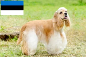 Read more about the article Estonya’da Amerikan Cocker Spaniel yetiştiricileri ve köpek yavruları