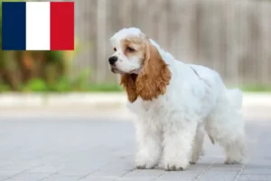 Read more about the article Fransa’da Amerikan Cocker Spaniel yetiştiricileri ve köpek yavruları