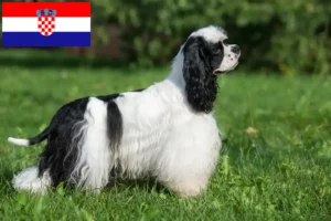 Read more about the article Hırvatistan’da Amerikan Cocker Spaniel yetiştiricileri ve köpek yavruları