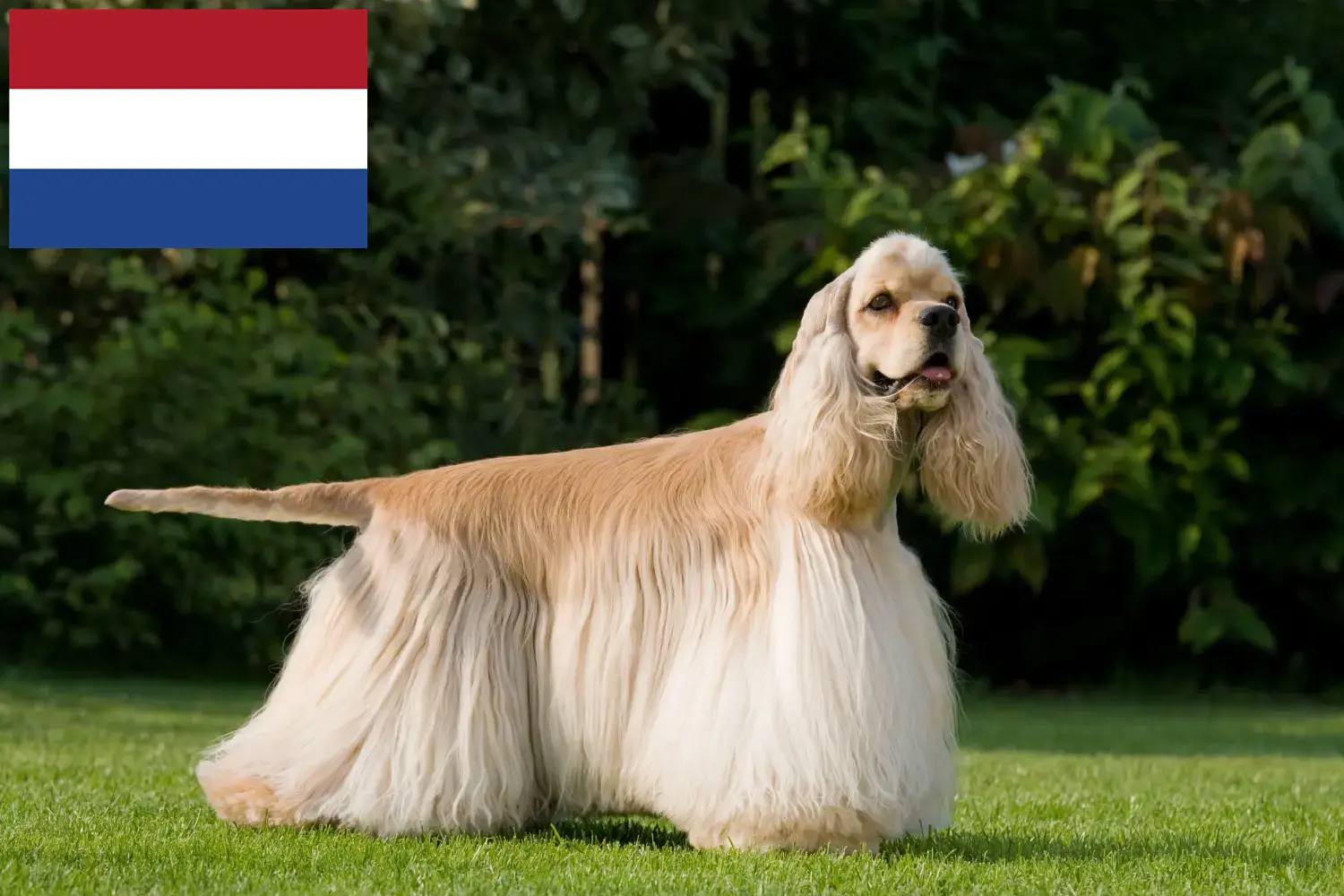 Read more about the article Hollanda’da Amerikan Cocker Spaniel yetiştiricileri ve köpek yavruları