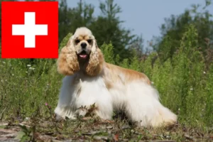 Read more about the article İsviçre’de Amerikan Cocker Spaniel yetiştiricileri ve köpek yavruları