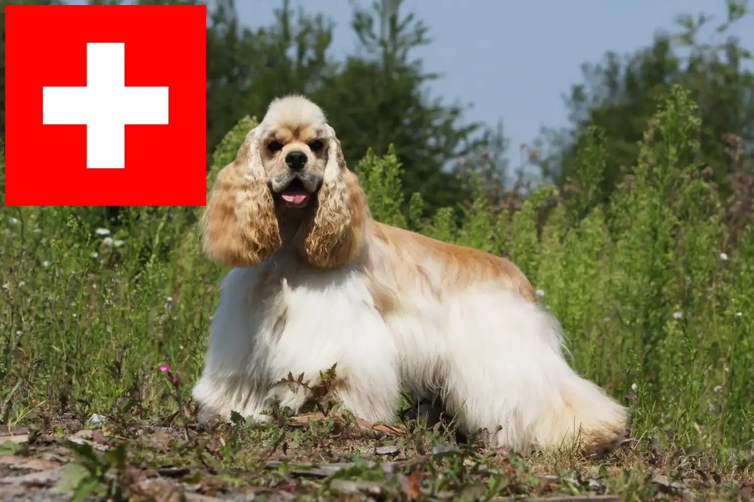 Read more about the article İsviçre’de Amerikan Cocker Spaniel yetiştiricileri ve köpek yavruları