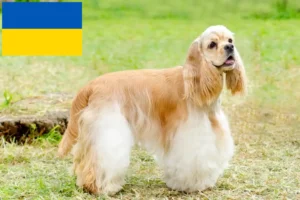 Read more about the article Ukrayna’da Amerikan Cocker Spaniel yetiştiricileri ve köpek yavruları