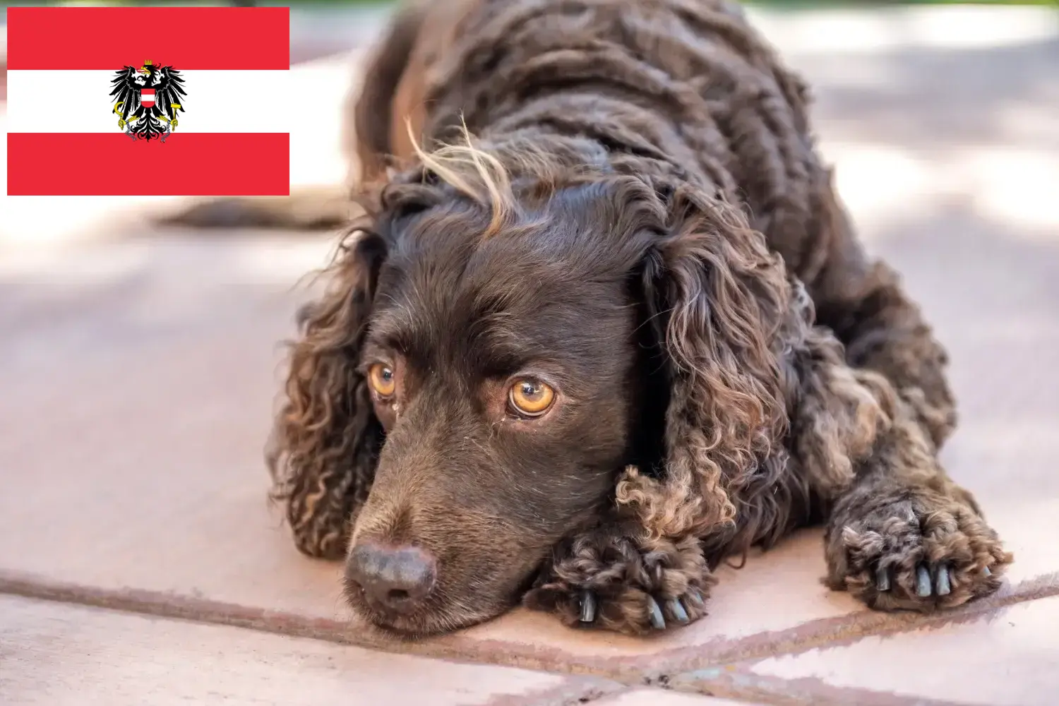 Read more about the article Avusturya’da American Water Spaniel yetiştiricileri ve köpek yavruları