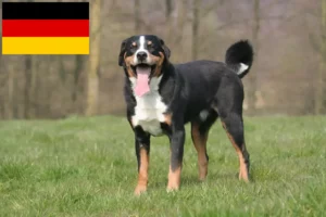 Read more about the article Almanya’da Appenzell Dağ Köpeği Yetiştiricileri ve Yavruları