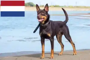 Read more about the article Hollanda’da Avustralya Kelpisi yetiştiricileri ve yavru köpekler