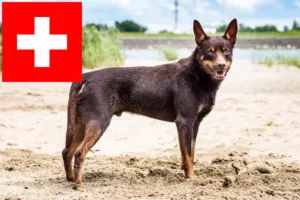 Read more about the article İsviçre’de Avustralya Kelpie’si yetiştiricileri ve yavru köpekler