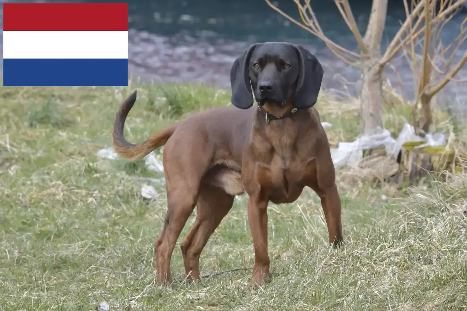 Read more about the article Hollanda’da Bavyera Dağ Köpeği yetiştiricileri ve köpek yavruları