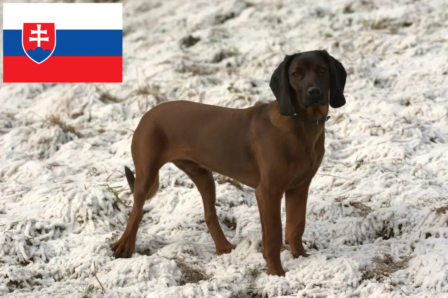 Read more about the article Slovakya’da Bavyera Dağ Köpeği yetiştiricileri ve köpek yavruları