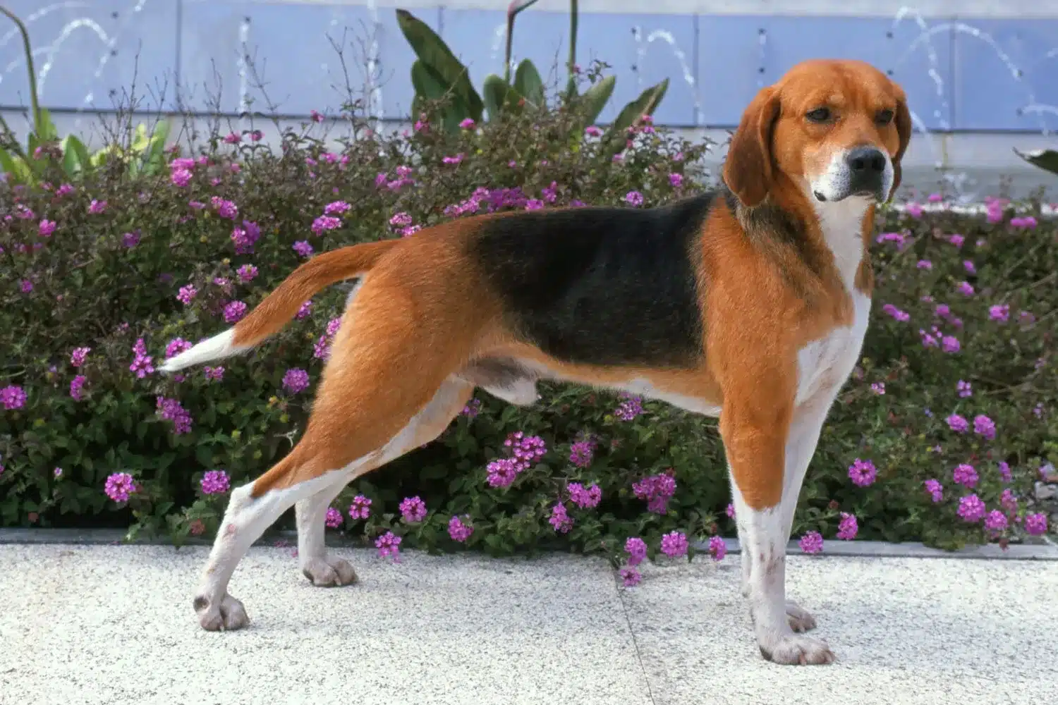 Read more about the article Beagle Harrier Yetiştiricisi