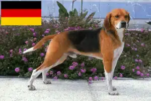 Read more about the article Almanya’da Beagle Harrier yetiştiricileri ve köpek yavruları