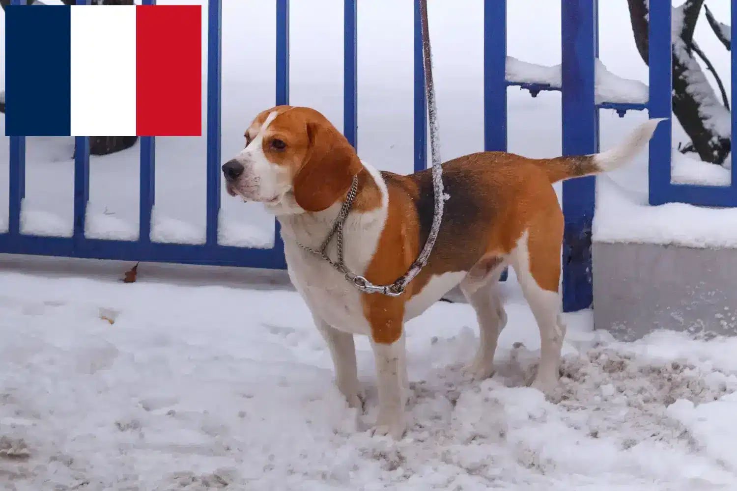 Read more about the article Fransa’da Beagle Harrier yetiştiricileri ve köpek yavruları