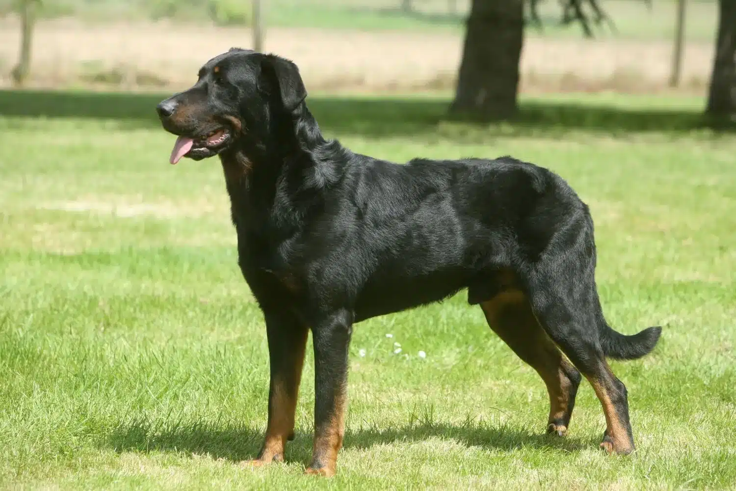 Read more about the article Beauceron yetiştiricisi