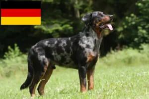 Read more about the article Almanya’da Beauceron yetiştiricileri ve köpek yavruları