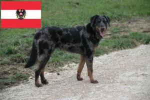 Read more about the article Avusturya’da Beauceron yetiştiricileri ve köpek yavruları