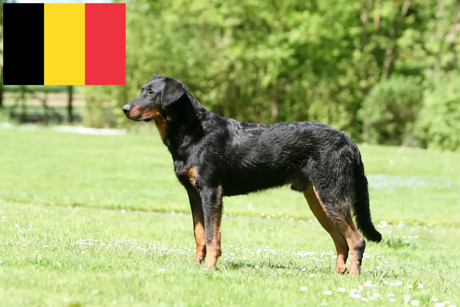 Read more about the article Belçika’da Beauceron yetiştiricileri ve köpek yavruları