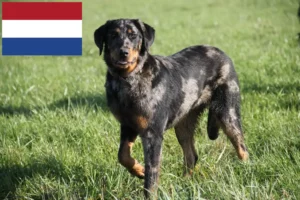 Read more about the article Hollanda’da Beauceron yetiştiricileri ve köpek yavruları