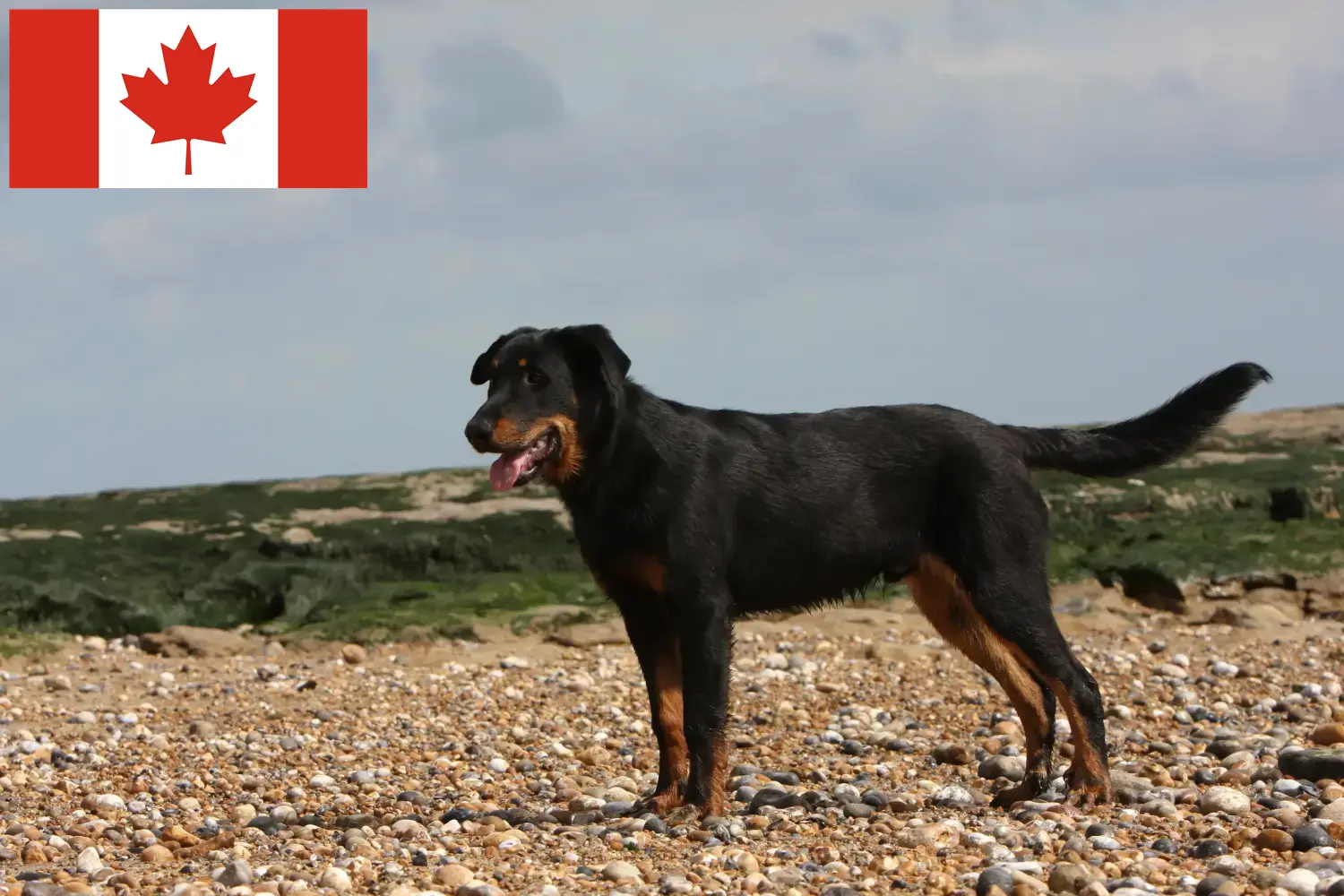 Read more about the article Kanada’da Beauceron yetiştiricileri ve köpek yavruları