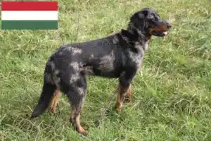 Read more about the article Macaristan’da Beauceron yetiştiricileri ve köpek yavruları