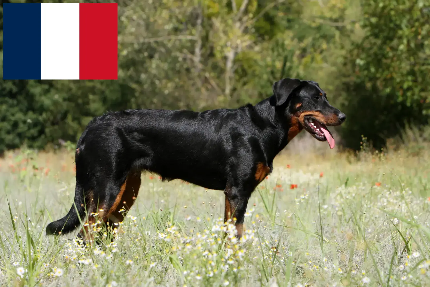 Read more about the article Fransa’da Beauceron yetiştiricileri ve köpek yavruları