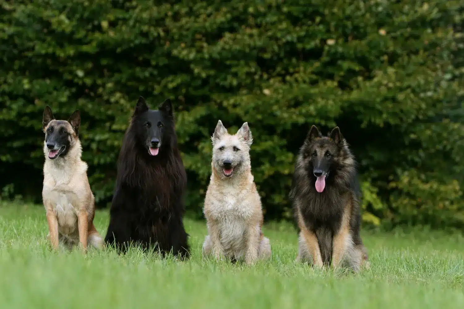 Read more about the article Belçika Çoban Köpeği Yetiştiricisi