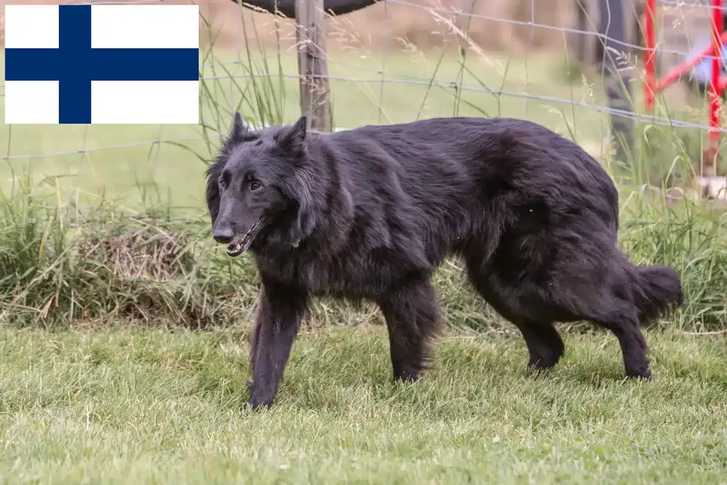 Read more about the article Finlandiya’da Belçika Çoban Köpeği Yetiştiricisi ve Yavruları