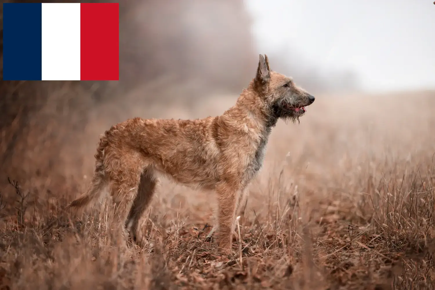 Read more about the article Fransa’da Belçika Çoban Köpeği Yetiştiricisi ve Yavruları