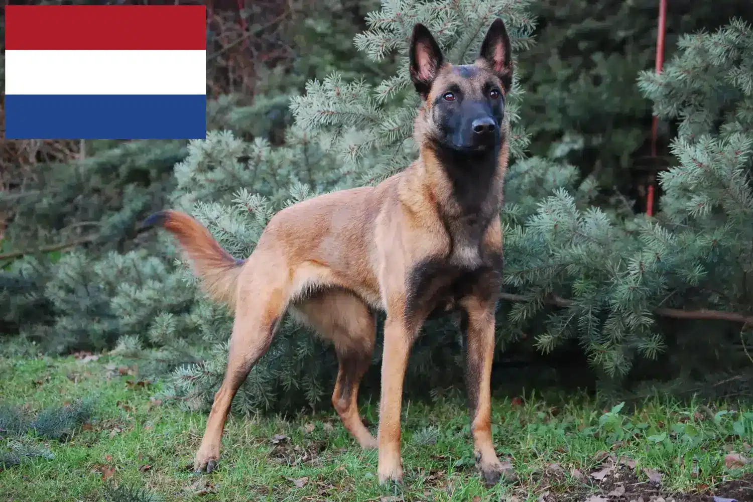 Read more about the article Hollanda’da Belçika Kurdu yetiştiricileri ve yavru köpekler